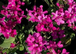 Arabis blepharophylla Frühlingszauber / Ikravirág rózsaszín